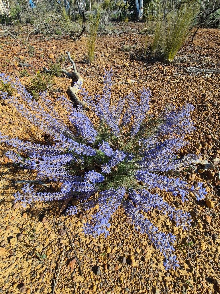 Conospermum amoenum, photographed by Cal Wood