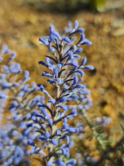 Conospermum amoenum, photographed by Cal Wood