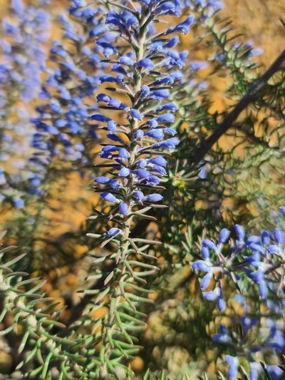 Conospermum amoenum, photographed by Cal Wood