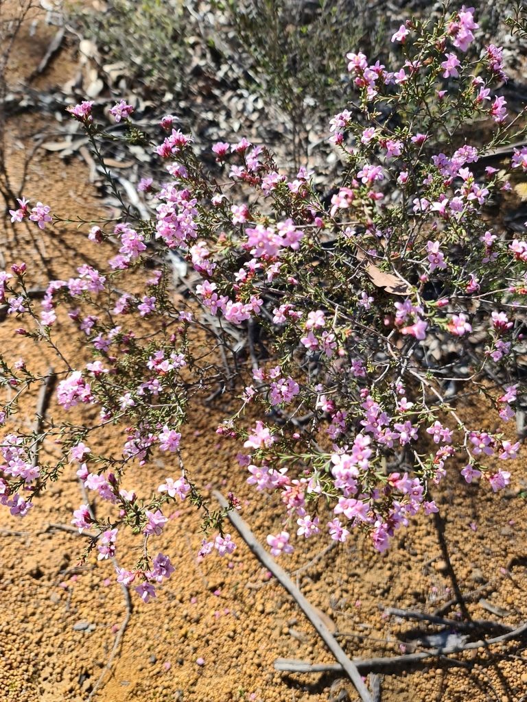 Boronia capitata, photographed by Cal Wood