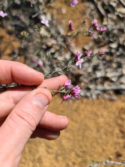 Boronia capitata, photographed by Cal Wood