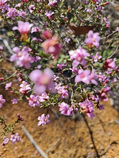 Boronia capitata, photographed by Cal Wood