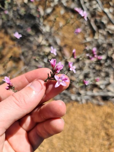 Boronia capitata, photographed by Cal Wood