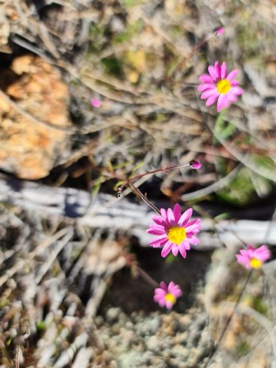 Lawrencella rosea, photographed by Cal Wood