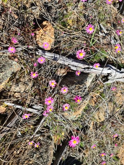 Lawrencella rosea, photographed by Cal Wood