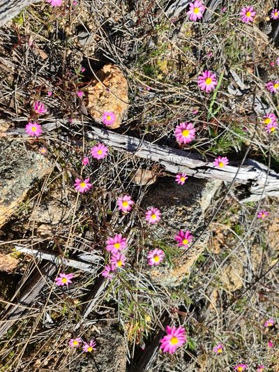 Lawrencella rosea, photographed by Cal Wood