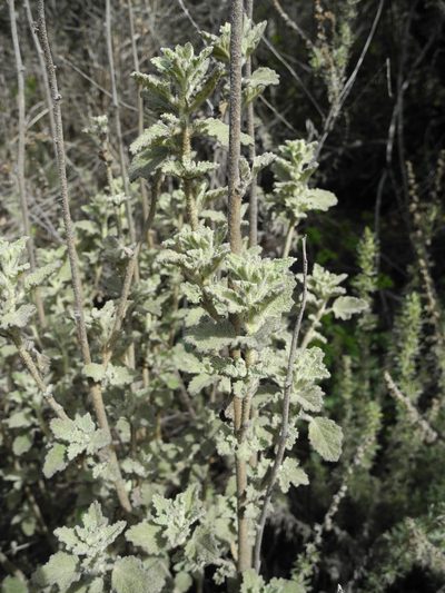 Malacothamnus arcuatus, photographed by Bob Dodge