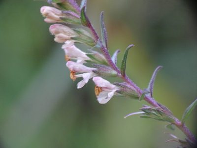 Odontites jaubertianus, photographed by Reuven Martin