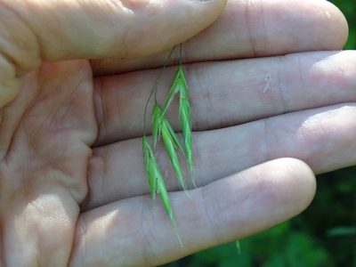 Bromus latiglumis, photographed by Reuven Martin