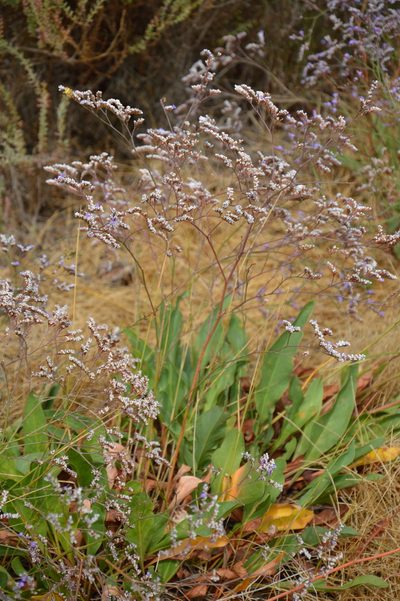 Limonium narbonense, photographed by Donald Davesne