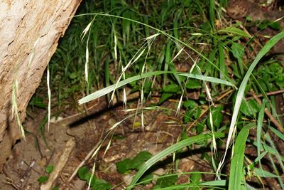 Bromus ramosus, photographed by Patrick Hacker