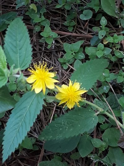 Corchorus orinocensis, photographed by E. Goossen