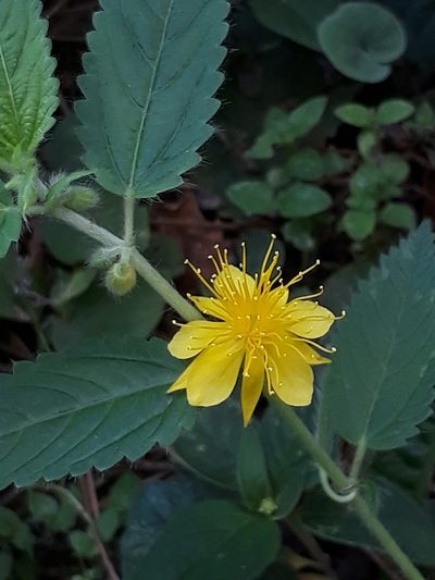 Corchorus orinocensis, photographed by E. Goossen