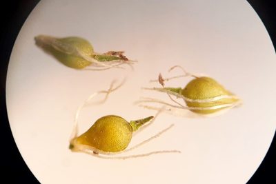 Eleocharis intermedia, photographed by Quinten Wiegersma