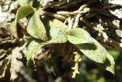 Drymoanthus flavus, photographed by John Steel