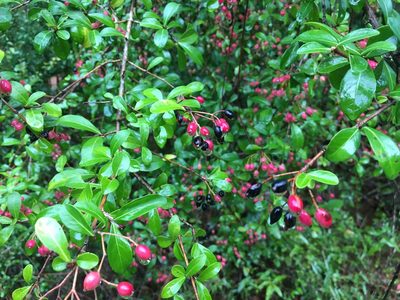 Viburnum obovatum, photographed by Darren Oh