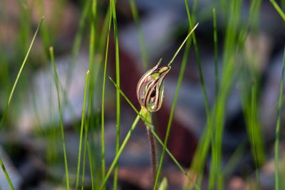 Caladenia barbarossa, photographed by Cal Wood