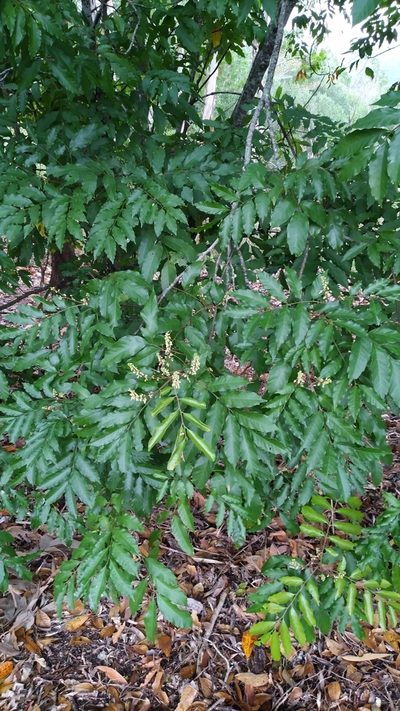 Toechima daemelianum, photographed by Steve Fitzgerald
