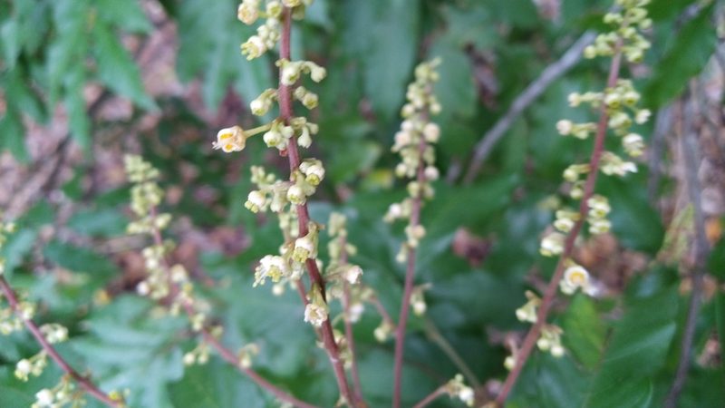 Toechima daemelianum, photographed by Steve Fitzgerald