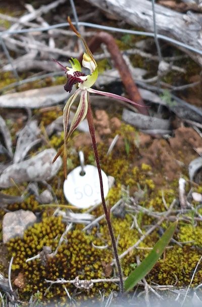 Caladenia macroclavia, photographed by Rosalie Lawrence