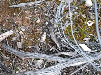 Caladenia macroclavia, photographed by Rosalie Lawrence