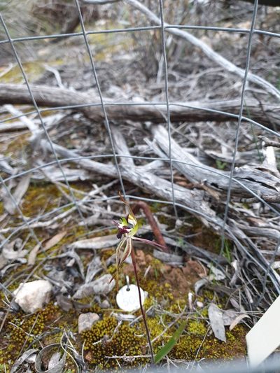 Caladenia macroclavia, photographed by Rosalie Lawrence