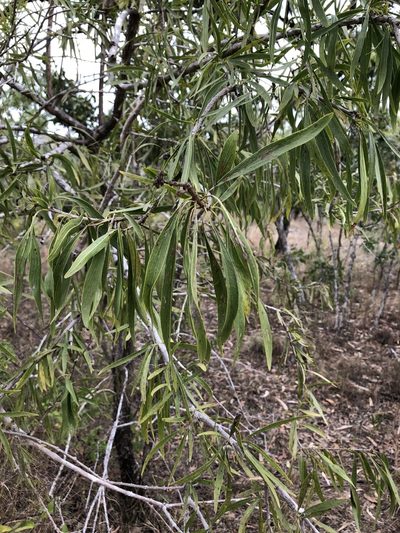 Dolichandrone alternifolia, photographed by elawrey