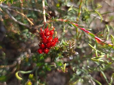 Darwinia sanguinea, photographed by Cal Wood