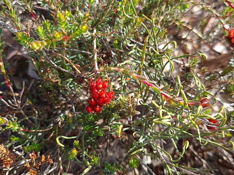Darwinia sanguinea, photographed by Cal Wood