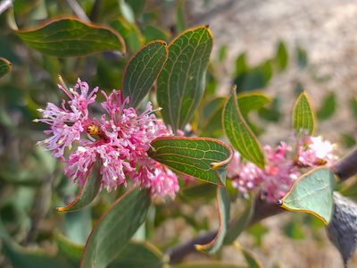 Hakea neurophylla, photographed by Cal Wood