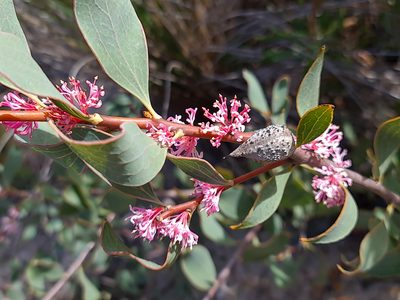Hakea neurophylla, photographed by Cal Wood