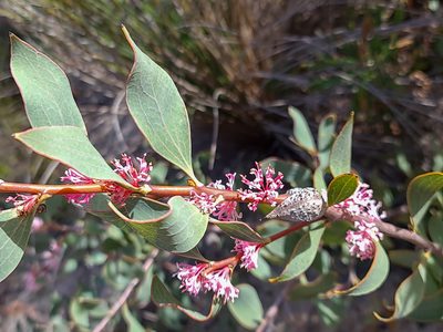 Hakea neurophylla, photographed by Cal Wood