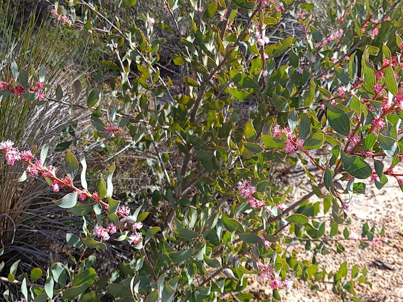 Hakea neurophylla, photographed by Cal Wood