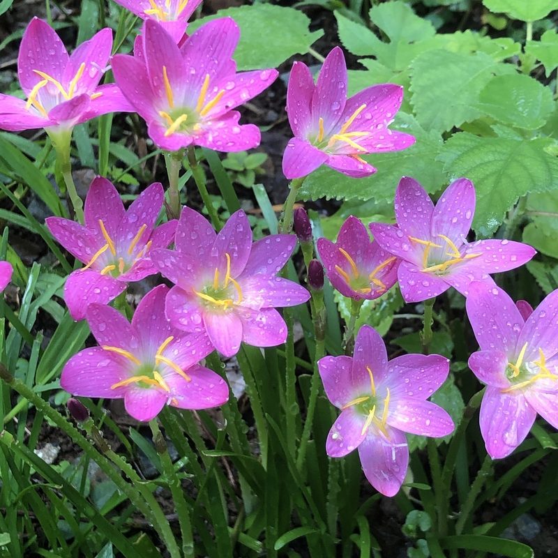 Zephyranthes rosea, photographed by Takaaki Hattori