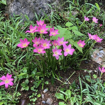 Zephyranthes rosea, photographed by Takaaki Hattori