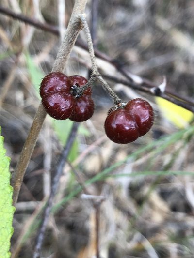 Grewia savannicola, photographed by elawrey