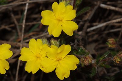 Hibbertia polystachya, photographed by T. Hammer