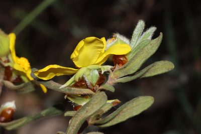Hibbertia montana, photographed by T. Hammer