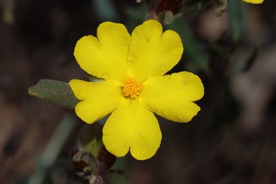 Hibbertia montana, photographed by T. Hammer