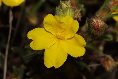 Hibbertia polystachya, photographed by T. Hammer