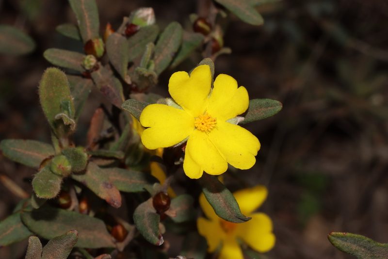 Hibbertia montana, photographed by T. Hammer