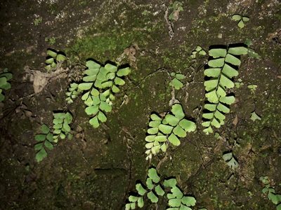 Adiantum diaphanum, photographed by naturewatchwidow