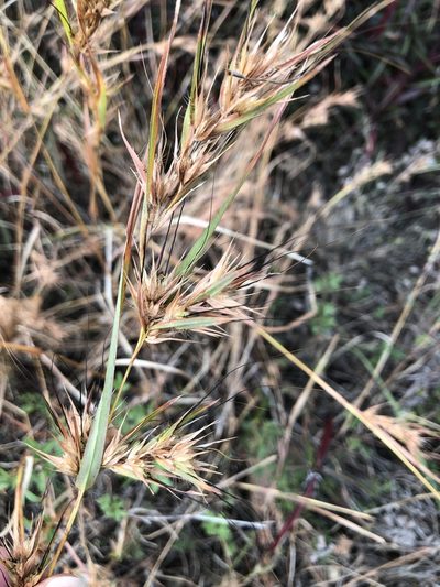 Themeda quadrivalvis, photographed by elawrey