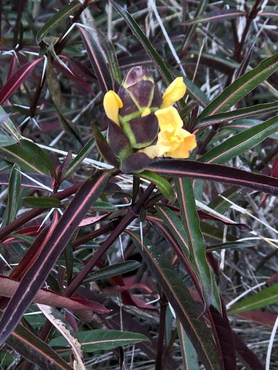 Barleria lupulina, photographed by elawrey