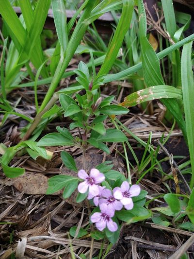 Dyschoriste microphylla, photographed by Lily_Trujillo