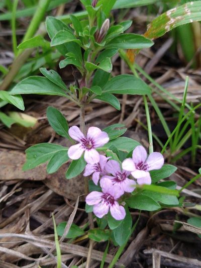 Dyschoriste microphylla, photographed by Lily_Trujillo