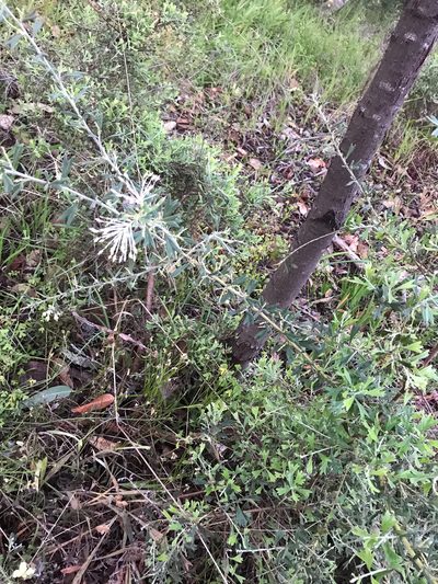Grevillea vestita, photographed by Cal Wood