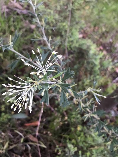 Grevillea vestita, photographed by Cal Wood