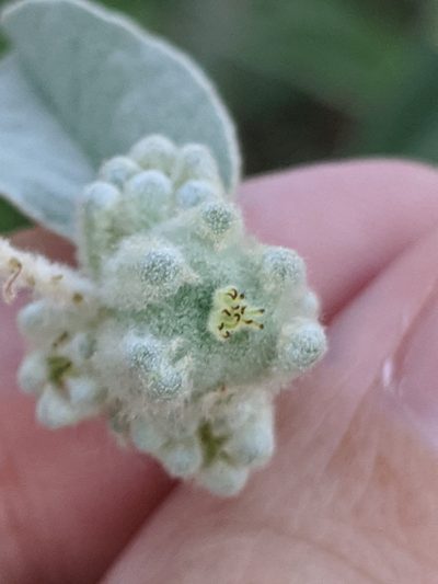 Croton heptalon, photographed by Alison Northup