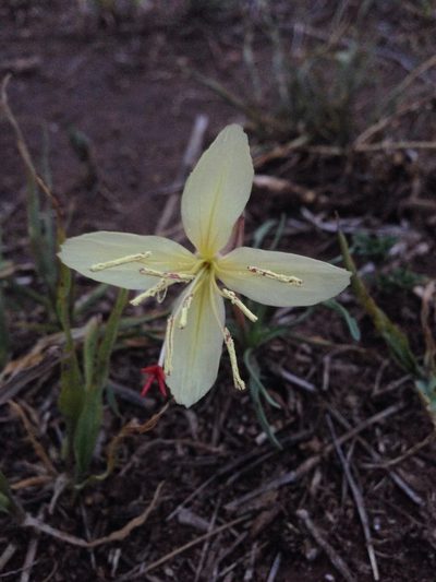 Oenothera havardii, photographed by Oscar C. González Martínez